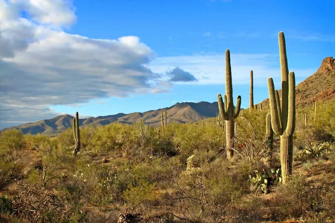 Cutting Cacti in Arizona: A Serious Offense with Severe Penalties