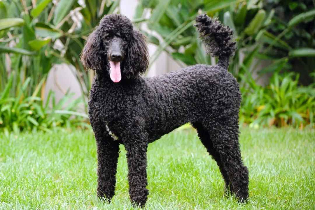 Elegant and Intelligent: Exploring the Standard Poodle