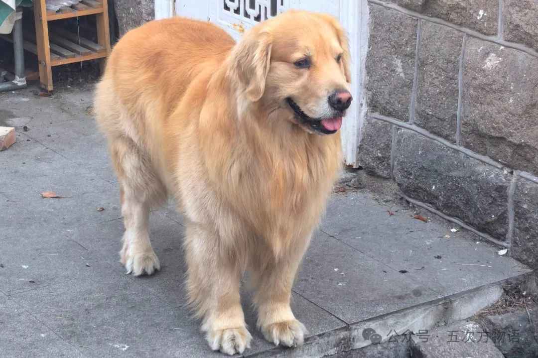 Golden Retrievers: Beloved Worldwide for Their Loyalty and Versatility