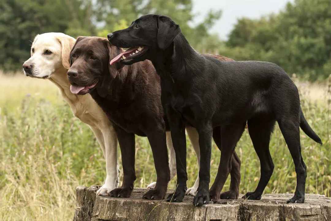 Labrador Retriever: A Beloved Breed Faces New Challenges