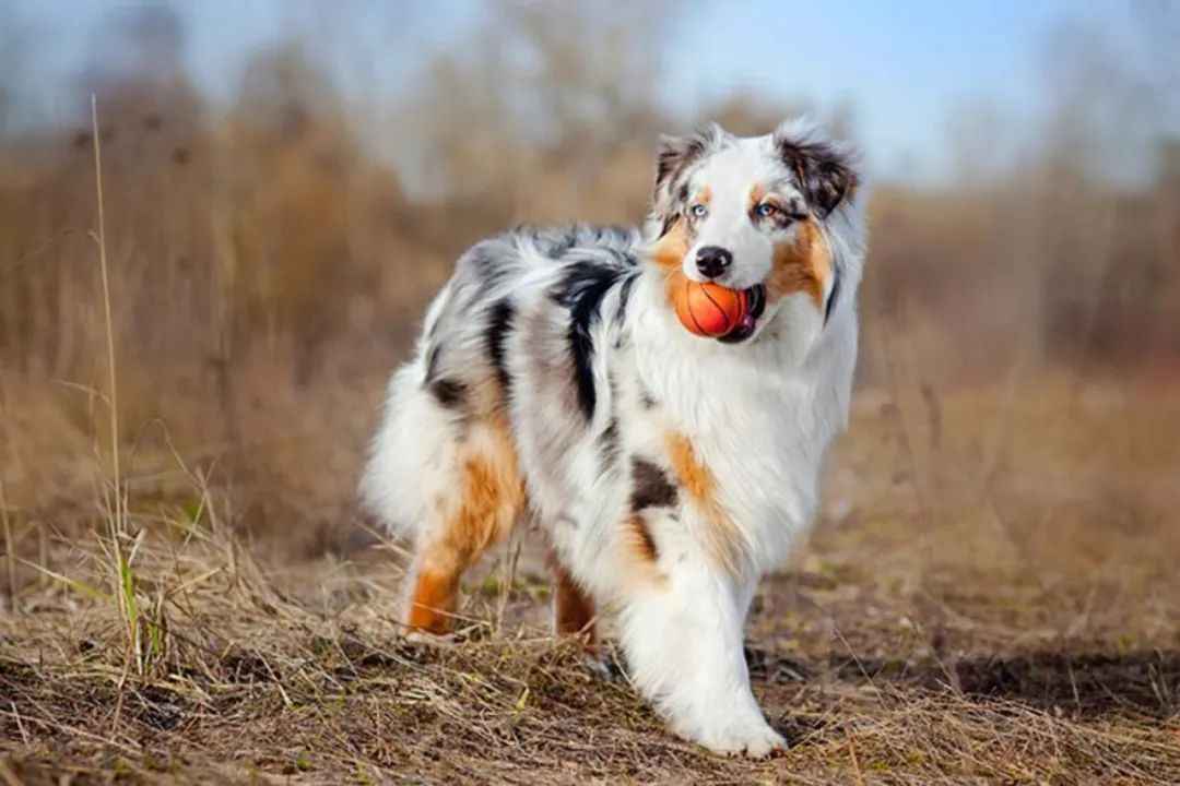 Australian Shepherd: The Intelligent, Loyal, and Versatile Canine Companion