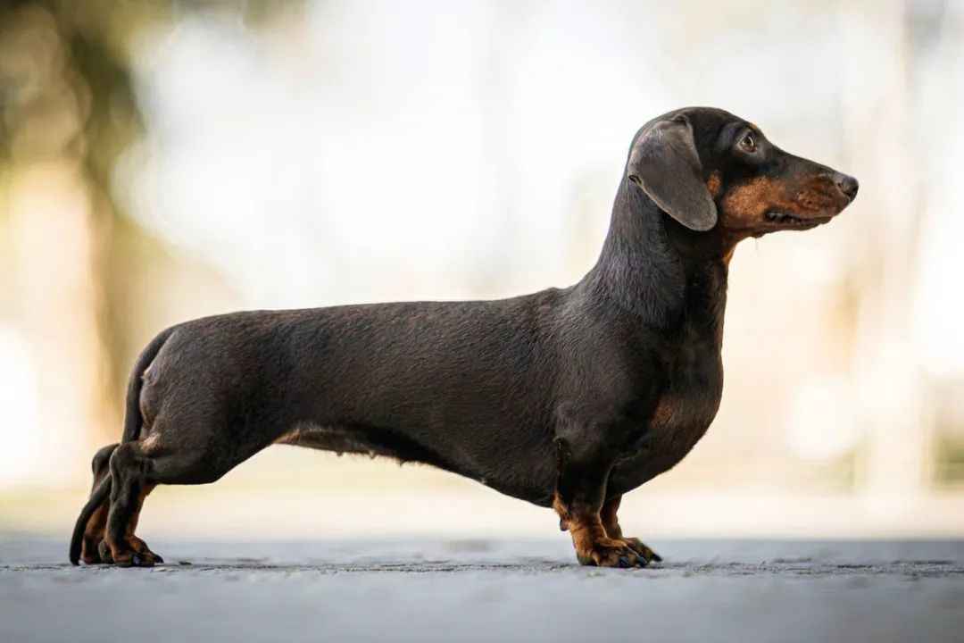Dachshunds: A Blend of Adorability and Resilience
