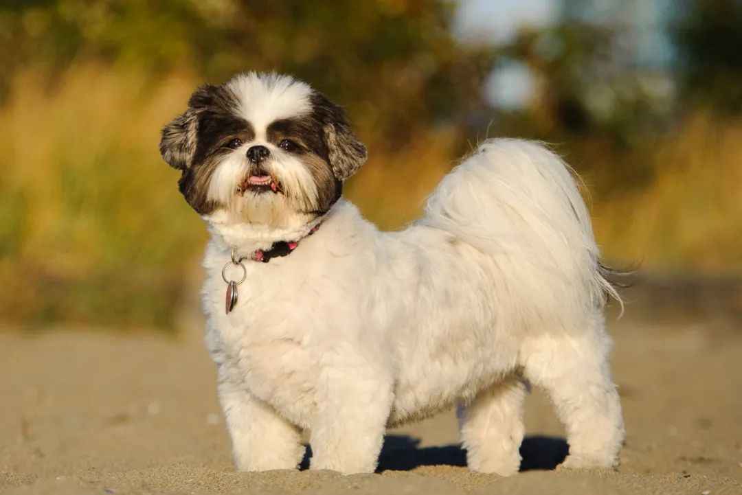 Royal Legacy: The Timeless Allure of the Shih Tzu Breed