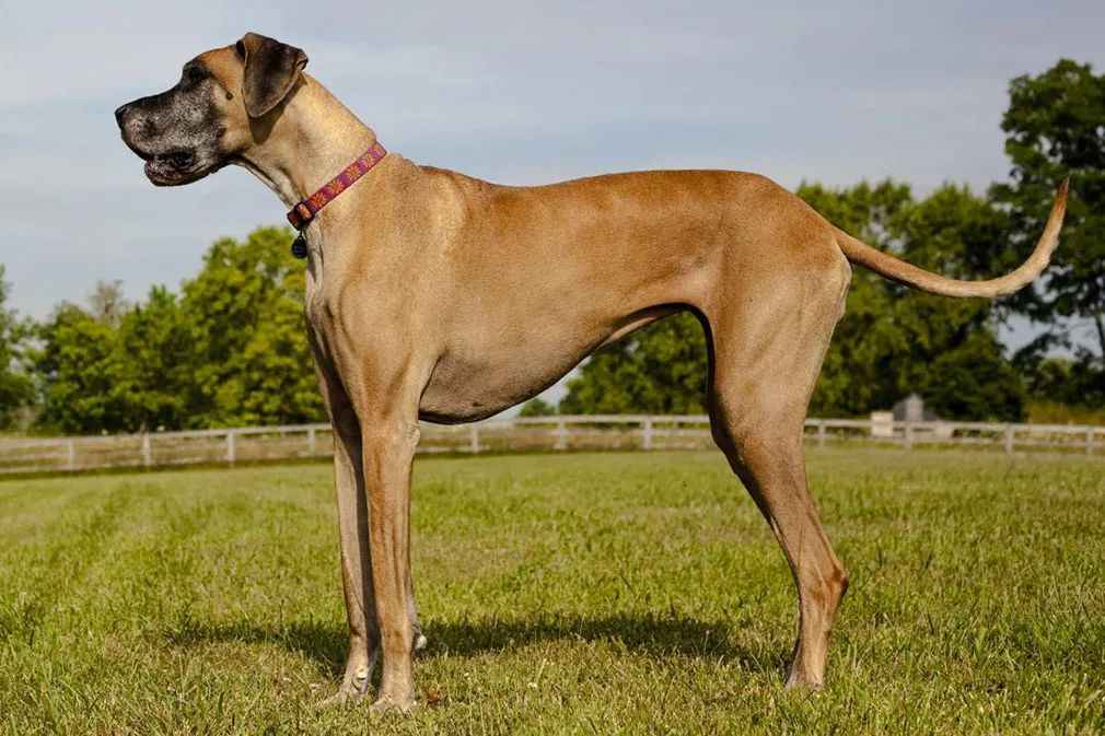The Great Dane: A Towering Canine with a Surprising Soft Side