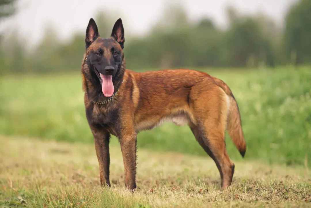 The Elite Working Dog Shaping Modern Law Enforcement and Military Operations