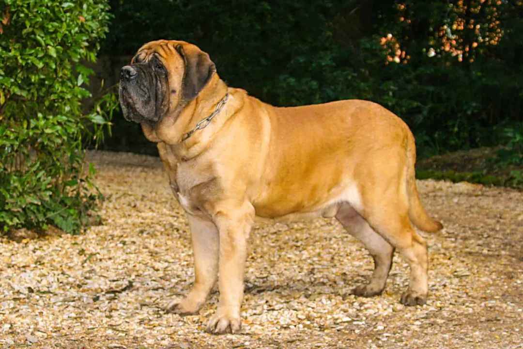 The Timeless Legacy of Britain's Gentle Giant Guardian