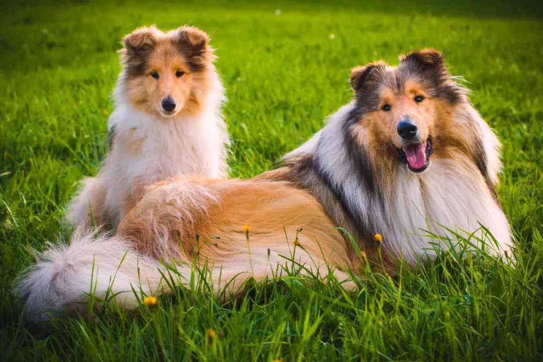 The Timeless Grace and Intelligence of the Scottish Collie