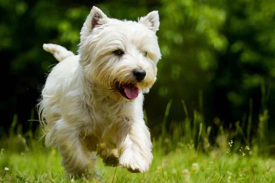 West Highland White Terrier: A Resilient and Adorable Scottish Breed