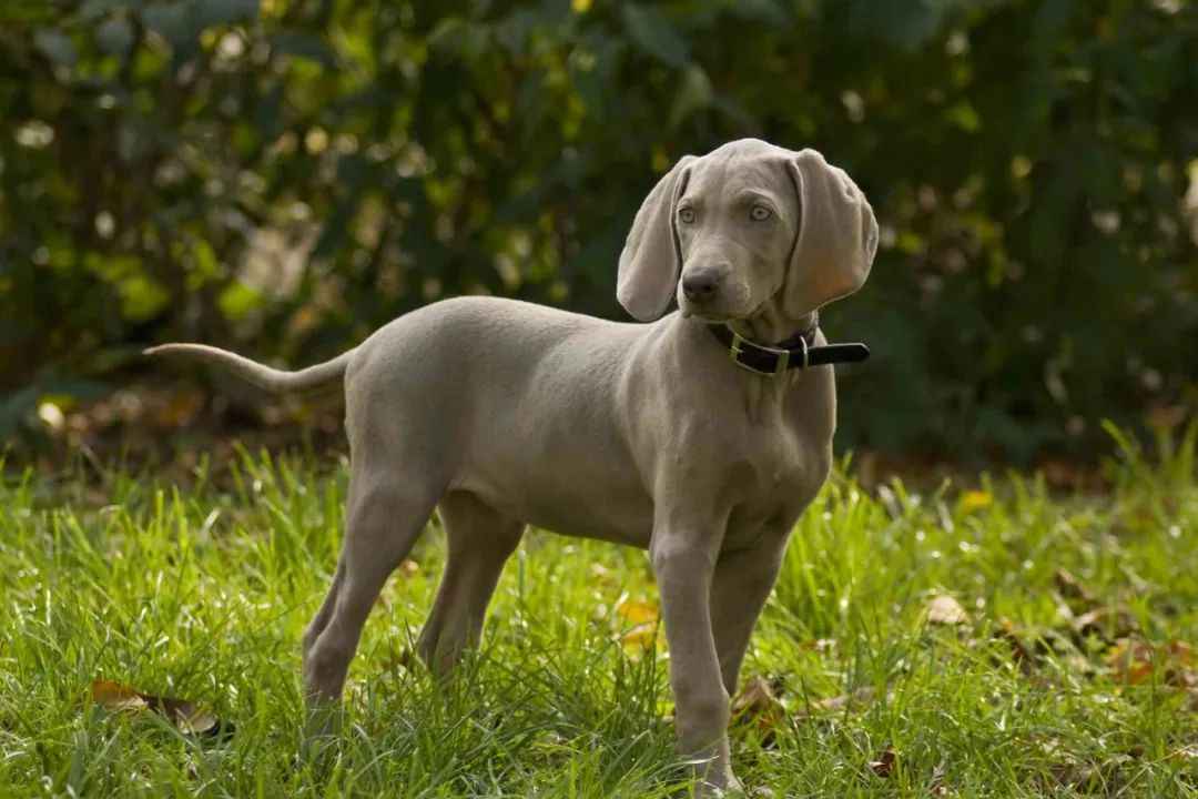 Majestic Weimaraner: A Legacy of Grace and Versatility