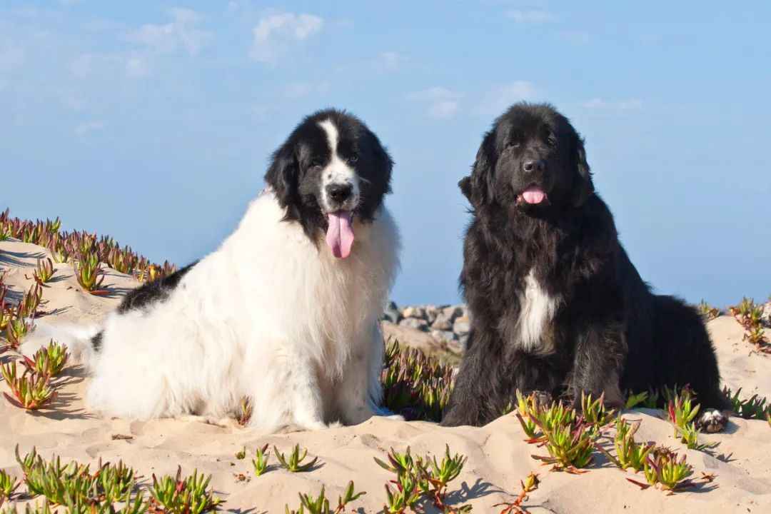 The Gentle Giant: Newfoundland Dogs, Guardians of Water and Heart