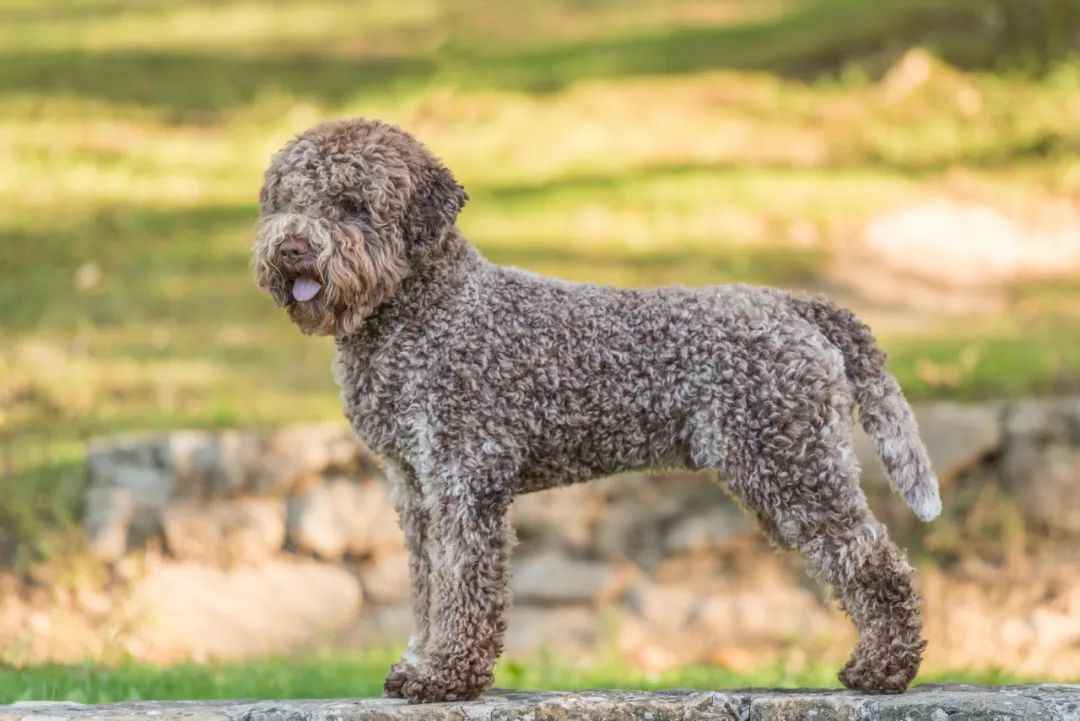 Lagotto Romagnolo: The Ancient Italian Water Dog’s Evolution from Hunter to Beloved Companion