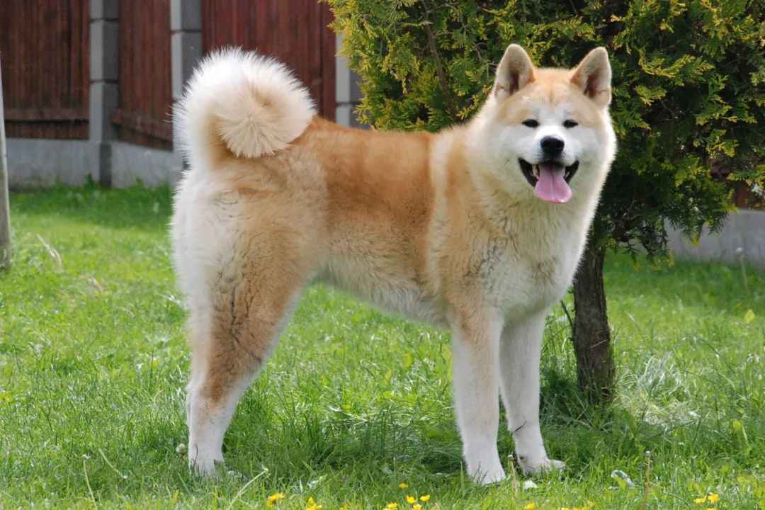 Hachiko's Legacy: The Global Phenomenon of Japan's Akita Dog