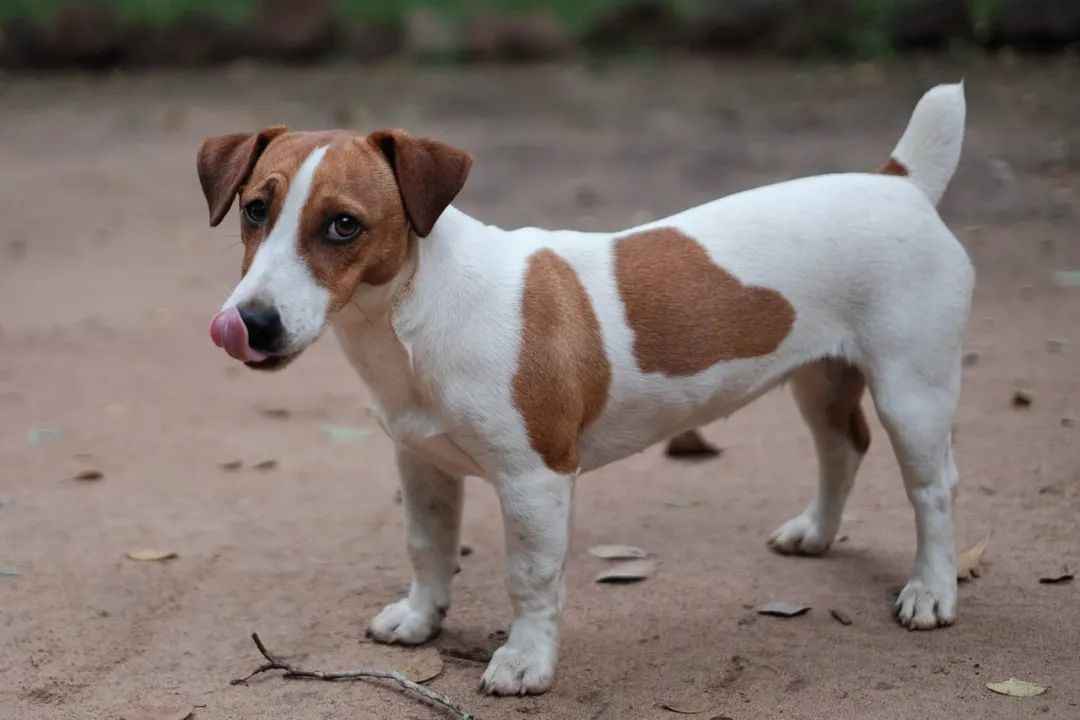 Loyal, Energetic, and Fit for a Queen: A Comprehensive Guide to the Beloved Breed