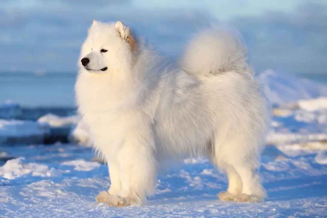 Meet the Samoyed: The Smiling Siberian Snow Angel