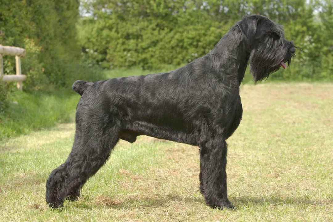 Giant Schnauzer Makes History at Westminster 2025, Highlights Breed’s Loyalty and Strength