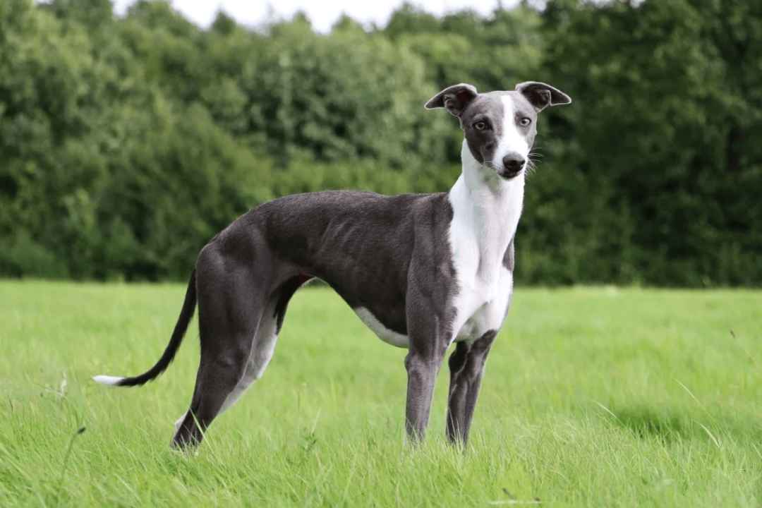Whippet: The Graceful Sighthound with Speed, Agility, and Gentle Temperament