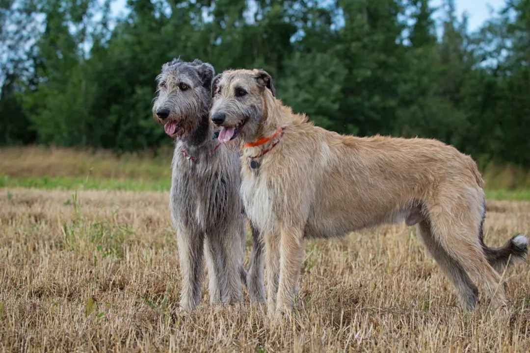 Majestic Giants: The Resilient Legacy of the Irish Wolfhound