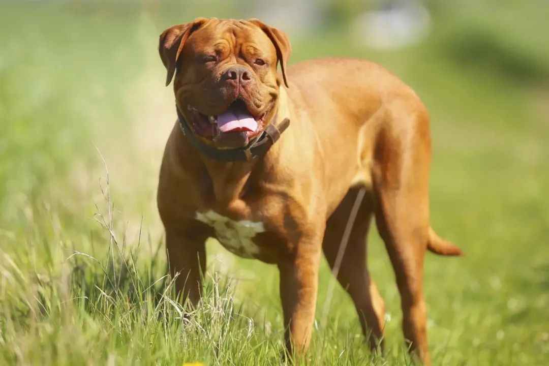 A Charming German-Bred Companion