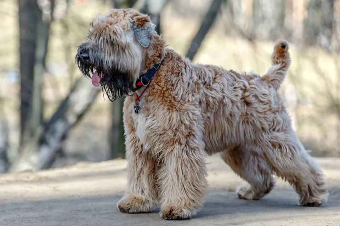 Irish Soft Coated Wheaten Terrier: A Timeless Blend of Work and Affection