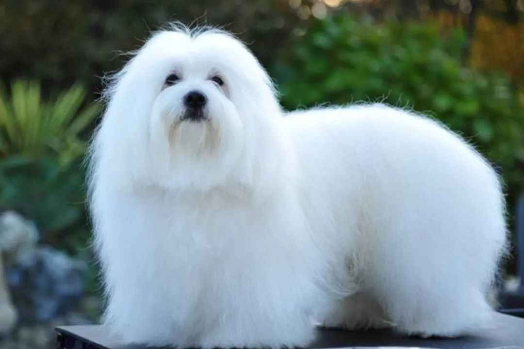 Madagascar’s Royal Coton De Tulear: History, Characteristics, and Modern Challenges