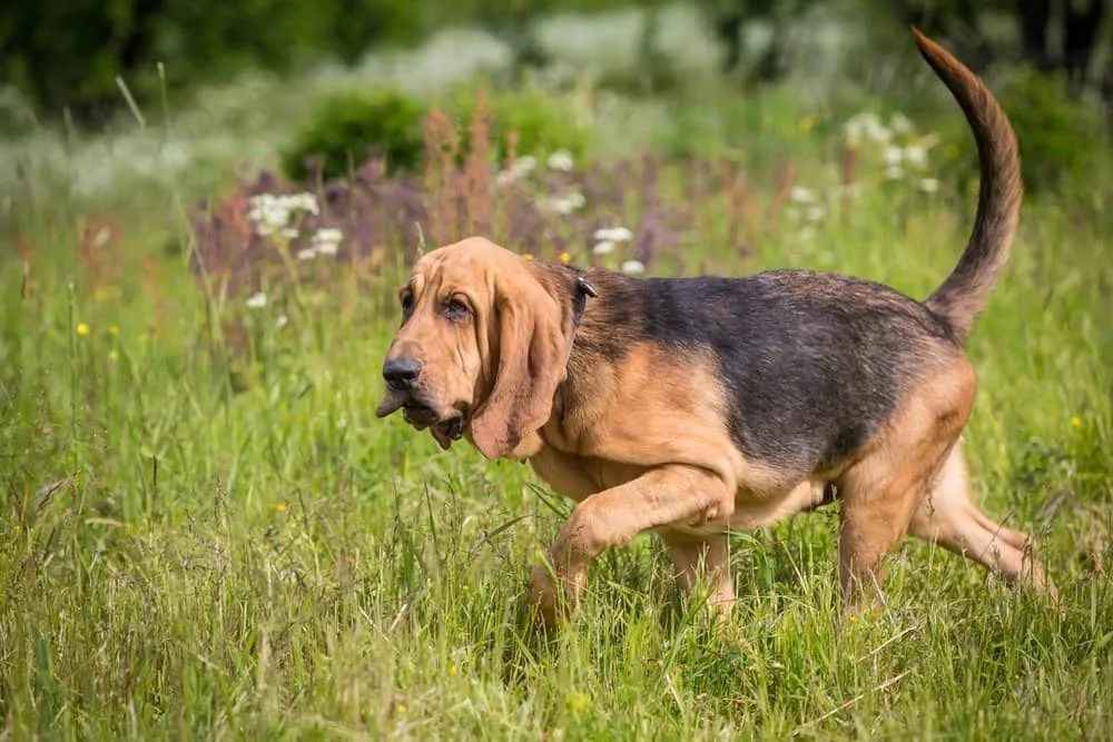 The Bloodhound: Unleashing the Legendary Scent-Tracking Master