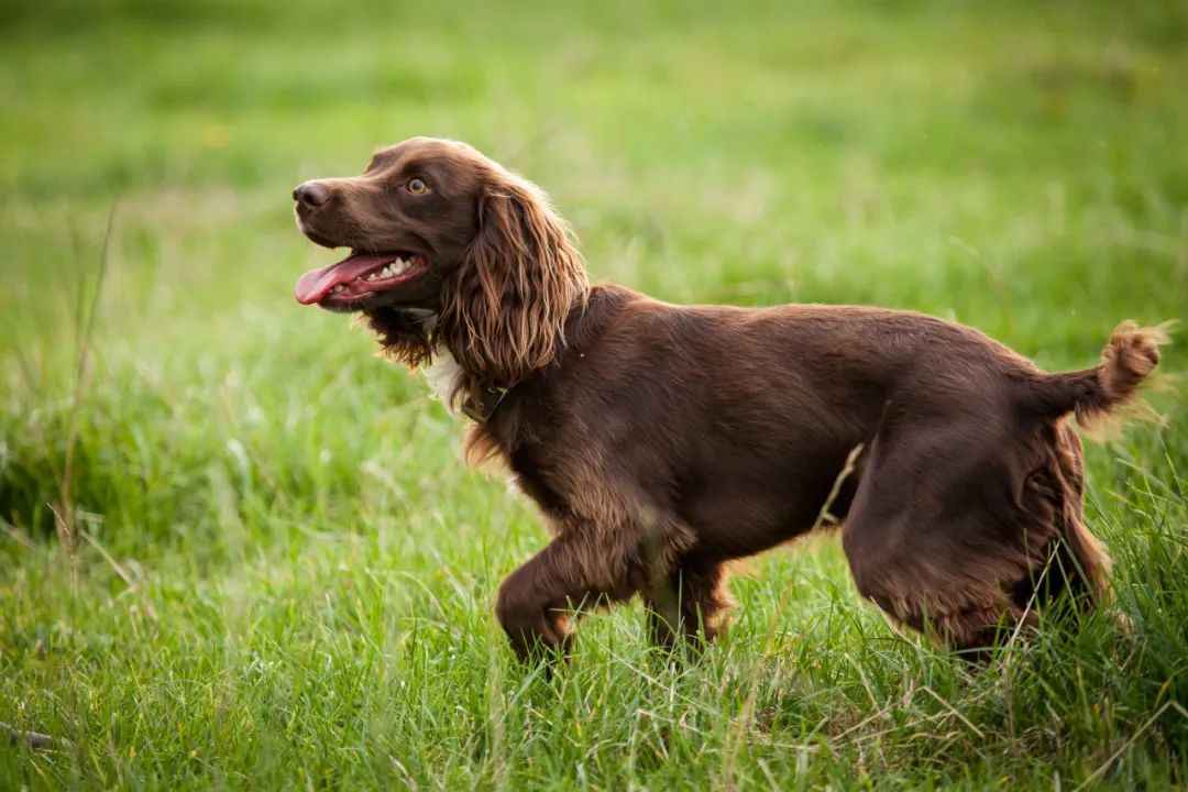 South Carolina’s Beloved Sporting Dog with Rich Heritage