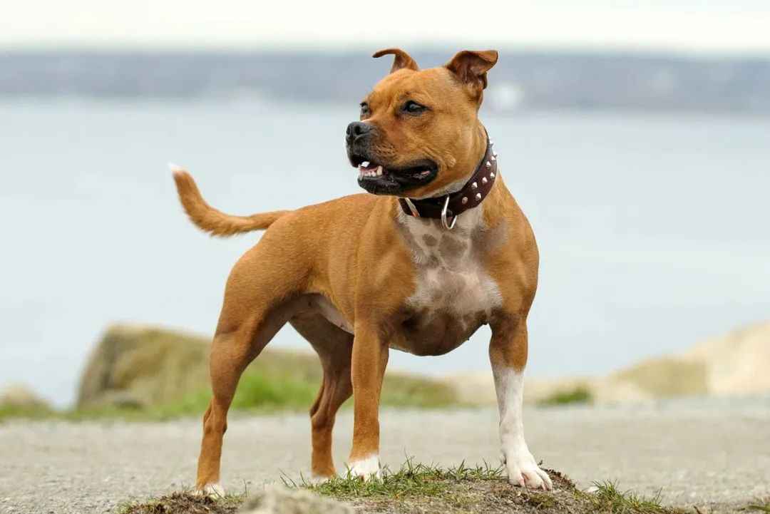 Staffordshire Bull Terrier: The Perfect Blend of Loyalty and Strength – A Comprehensive Breed Analysis