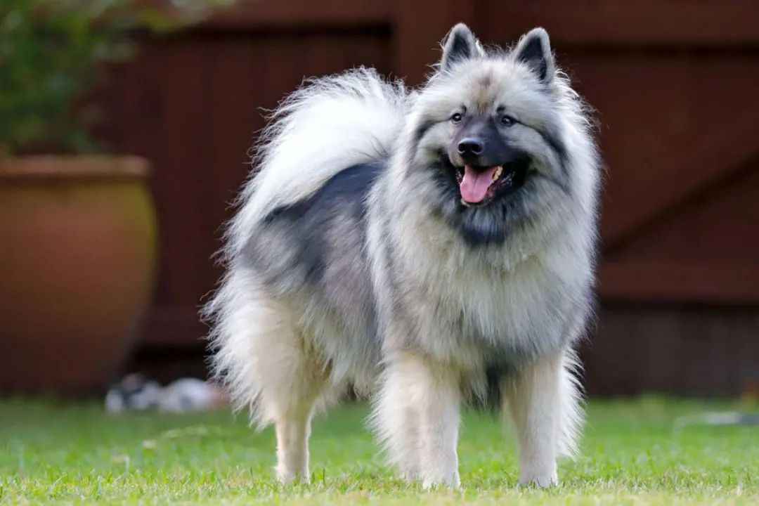 A Timeless Breed Bridging History and Modernity