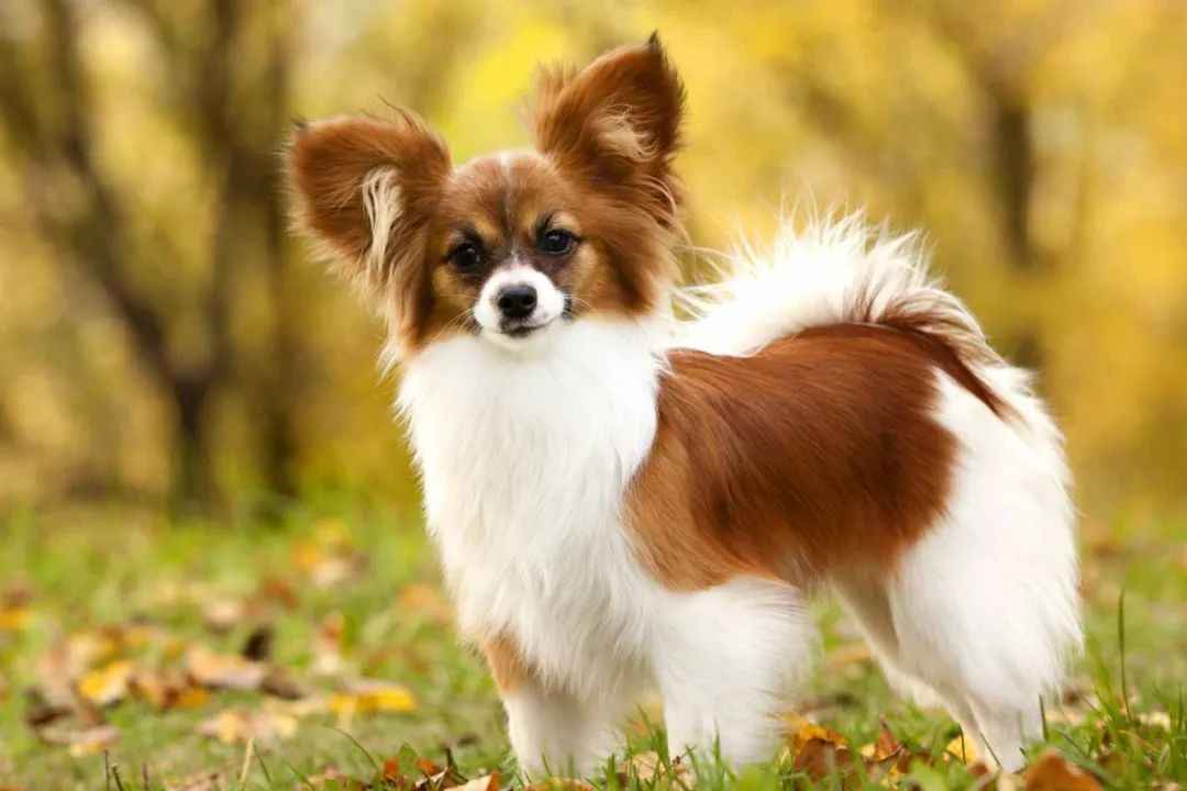 Graceful Papillon: A Breed of Elegance and Intelligence