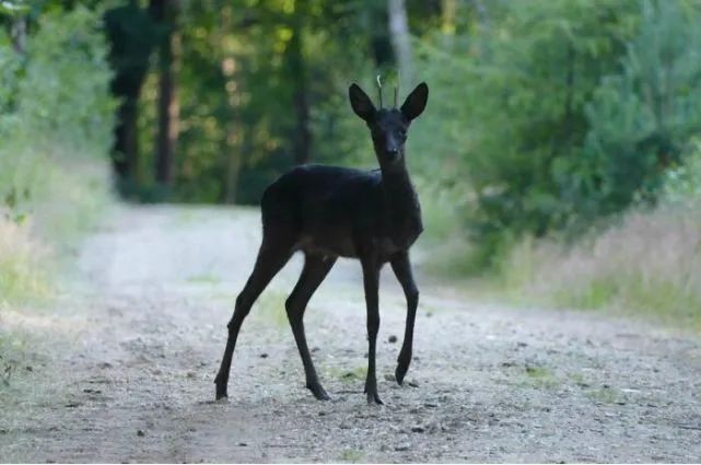 The Enigmatic Black Fawn: Nature’s Rare Onyx-Hued Marvel