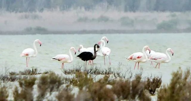 Black Flamingo Spotted in Cyprus: A Rare Ornithological Sighting