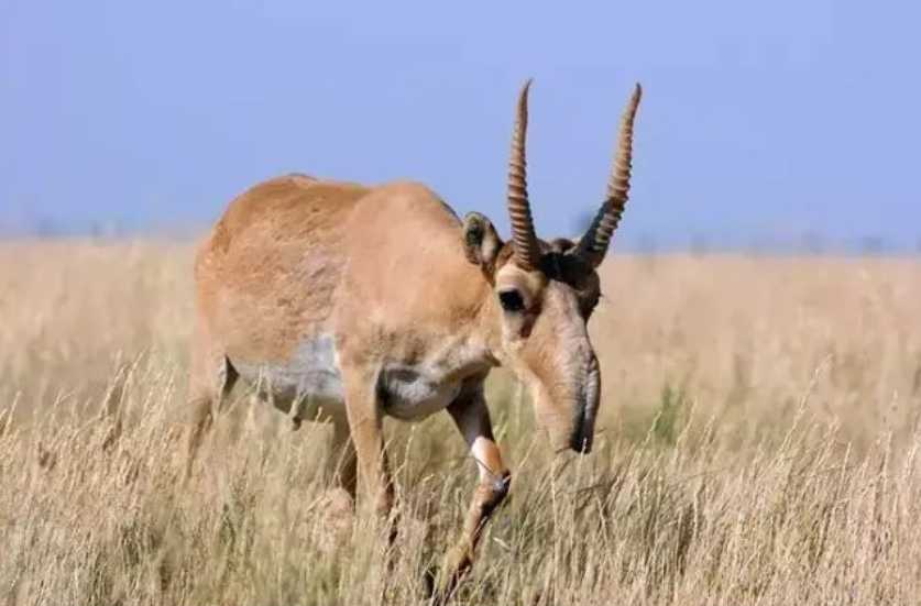 Saiga Antelopes Face Extinction as Male Poaching Disrupts Herd Gender Balance