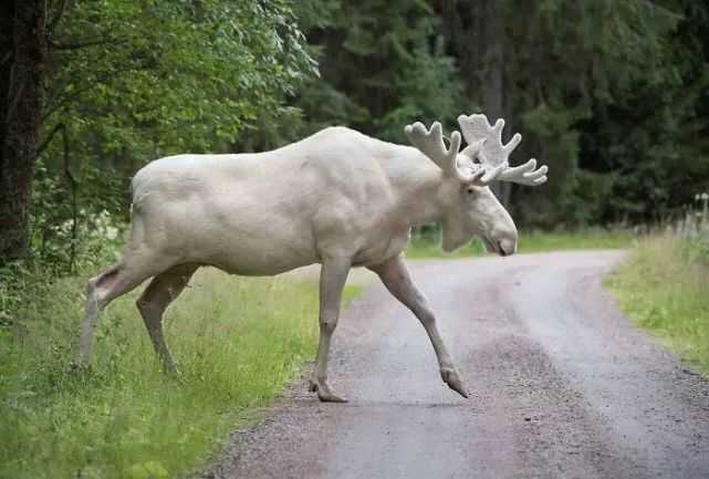 Albino Reindeer: The Rare Snow - White Marvel of the Tundra