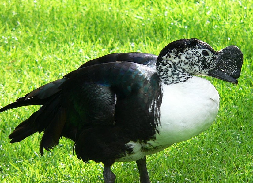 The Knob-billed Duck: A Large, Bizarre-Looking Waterfowl with Unique Features