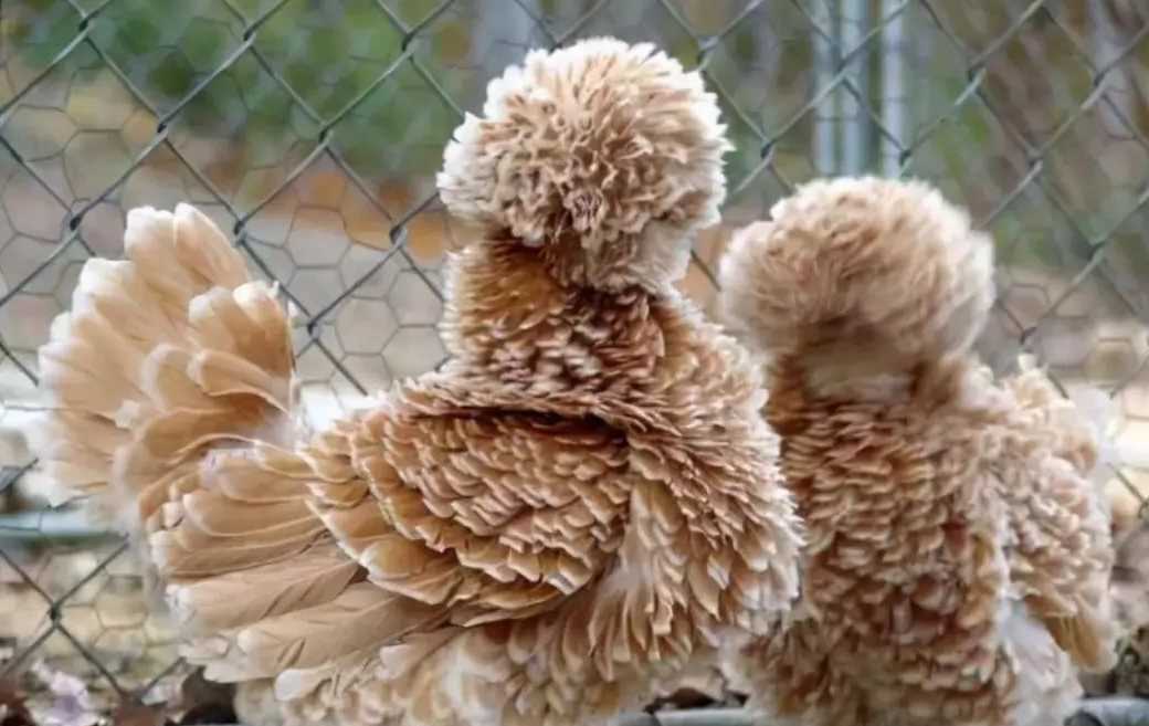 The Royal Pheasant Chicken: A British-Bred Ornamental Fowl with Noble Origins