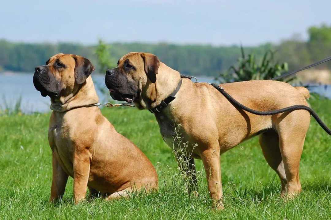 Boerboel: Africa’s Loyal Guardian and Family Companion