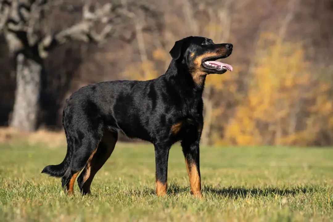 The Beauceron: France's Noble Herding Dog with a Storied Past