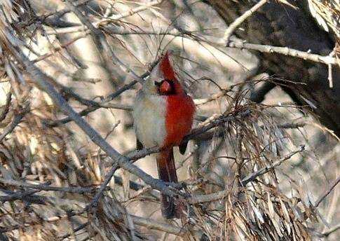 The Gynandromorphic Northern Cardinal: A Rare Avian Wonder with Split Sexual Identity