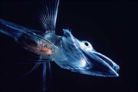 The Enigmatic Antarctic Icefish: Transparent Wonders of the Frozen Depths