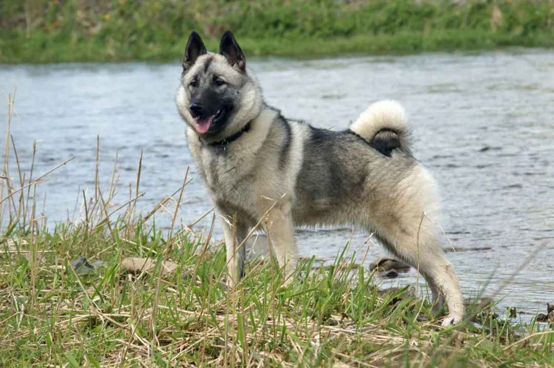 Norwegian Elkhound: The Ancient Viking Dog with a Fearless Spirit