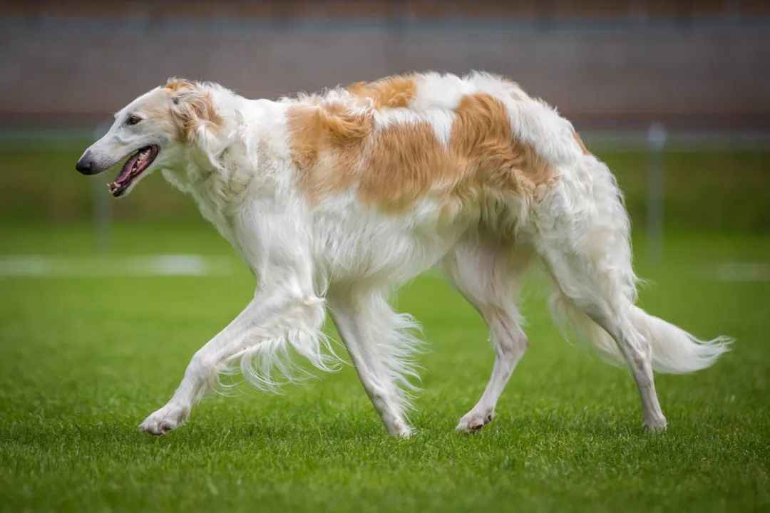 The Majestic Borzoi: Russia’s Graceful Sighthound with a Royal Heritage