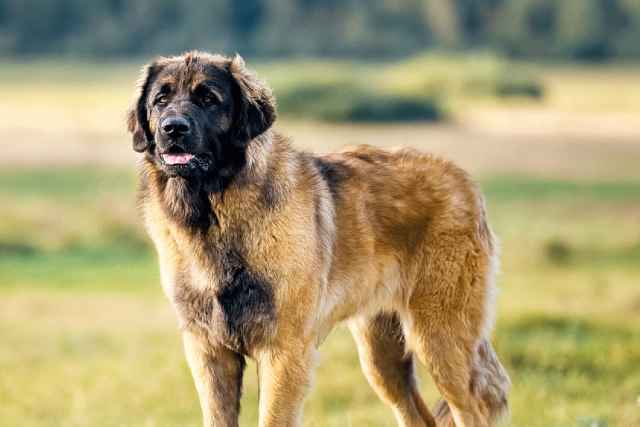 Majestic Leonberger: The Gentle Giant with a Royal Heritage