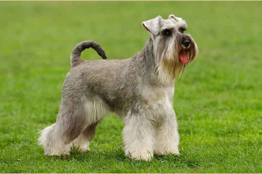 The Standard Schnauzer: A Timeless Companion with Distinctive Character