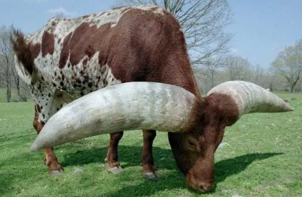 The Watusi Cattle: Africa’s Majestic Horned Giants with Cooling Superpowers