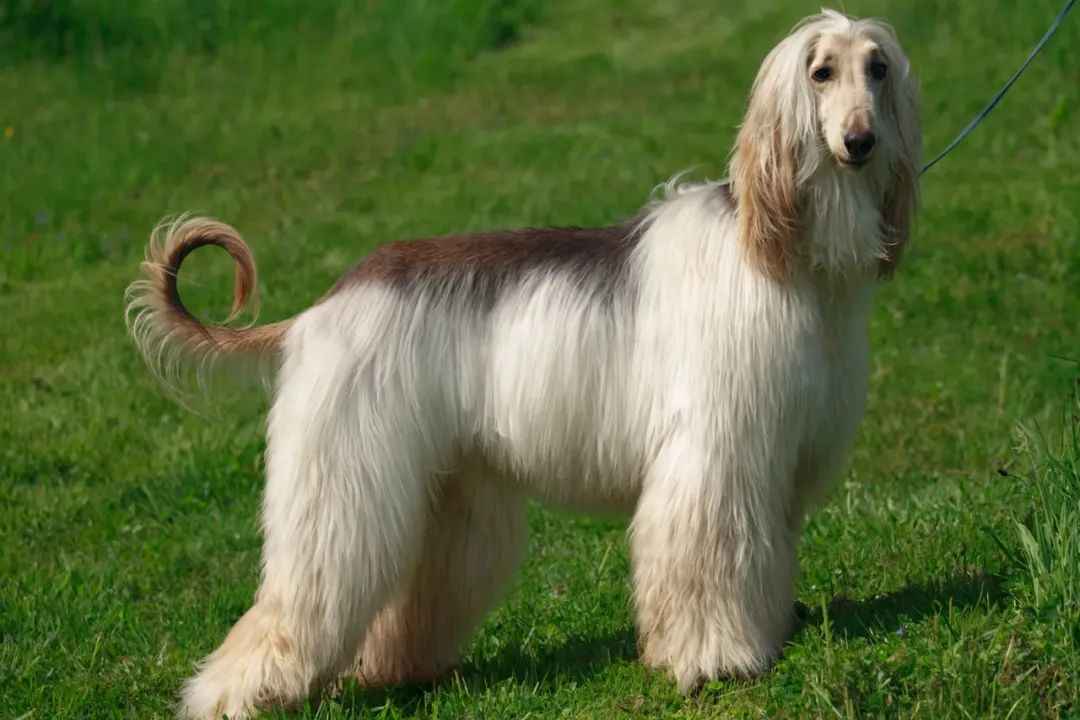 Afghan Hound: The Graceful and Resilient Hunting Aristocrat
