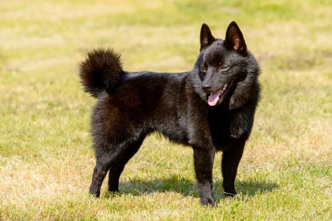 Belgium's Beloved Schipperke: A Timeless Companion with Maritime Roots