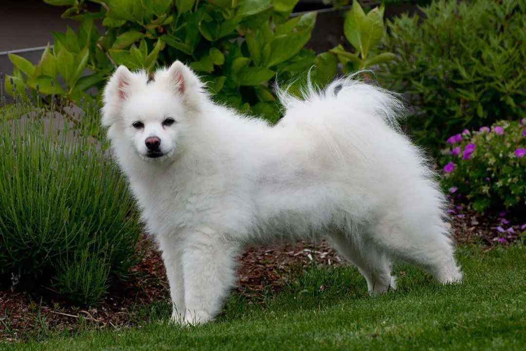 Beloved American Eskimo Dog: A Complete Guide to This Loyal and Agile Breed