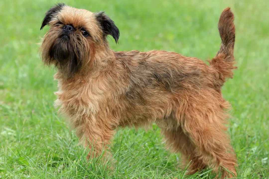 Brussels Griffon: The Charming Companion with a Distinctive Personality
