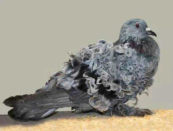 The Frilled Pigeon: A Graceful Avian Ornament with Exquisite Feather Ruffles