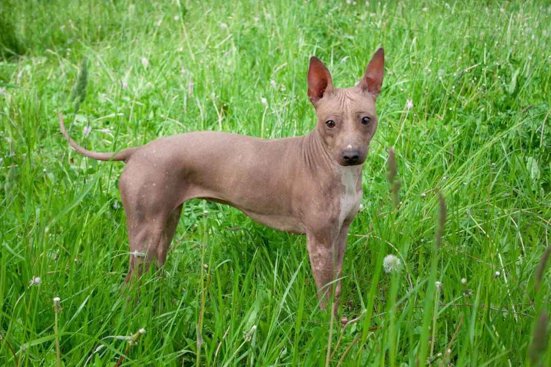 Unique Charm: The American Hairless Terrier – A Breed Like No Other